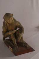 臺灣獼猴藏品圖，第4張